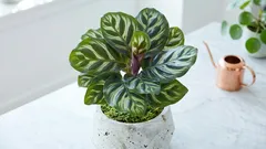 Calathea Makoyana: elävä, liikkuva mosaiikki. Hoito-ohjeet kotiin