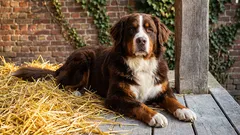 Nämä koirarodut sopivat parhaiten vahtikoiriksi: mikä rotu sopii sinulle