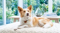 Koiranpeti vai peitto: kumpi sopii paremmin kotiin ja matkalle