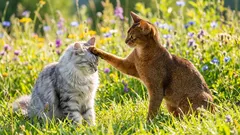 Eroavatko uros- ja naaraskissat luonteeltaan toisistaan – Stereotypioita kyseenalaistava tieteellinen näkemys