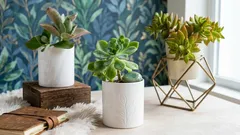 Elävät kivet ja vihreät saalistajat: 5 erikoista huonekasvia niille, jotka haluavat jotain erilaista