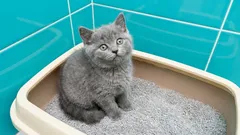 Kissanhiekan hävittäminen: Teetkö sen oikein