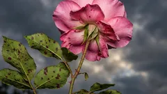 Ruusut eivät kärsi, vaikka istuttaisit yhden kukan niiden lähelle: minkä valita